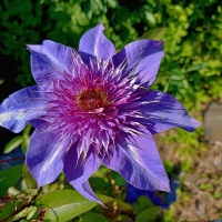 Clematis