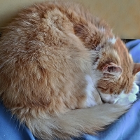 Siesta