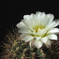 Gymnocalycium bicilor