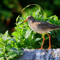 elegán