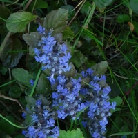 Zběhovec