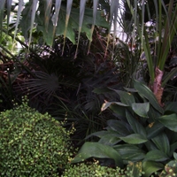 Jungle 1, voe!