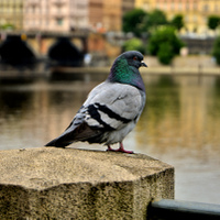 Pozorovatel