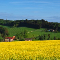 Řepka
