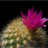 Neoporteria mammillaroides