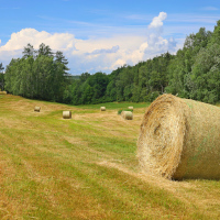 Po senoseči 