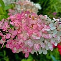 Hortenzie latnatá