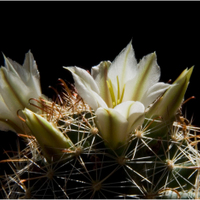 mammillaria loisae