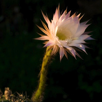 echinopsis
