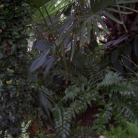 Jungle 2. voe!