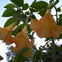 Trumpety