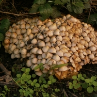 Prašivkárium XL