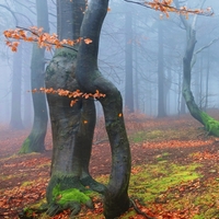 Pokřiveni
