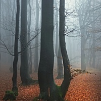 Rozdvojení