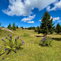 Stahovica-žaga