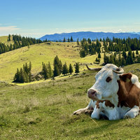 Stahovica-Velika Planina
