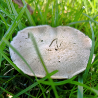 ***