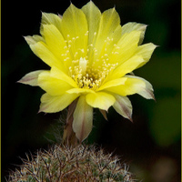 Lobivia aurea