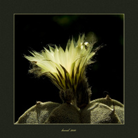 Astrophytum myriostigma
