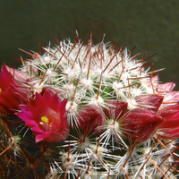 Mammillaria porpurascens