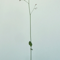 Talinum latnaté