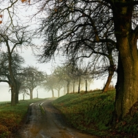 Lípa ve švestkové aleji