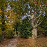 Už to šustí pod nohama