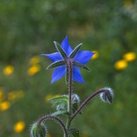 rozkvetlá louka ( uprostřed je brutnák lékařský.....