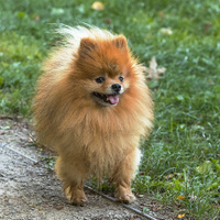  pomeranian