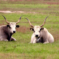 Maďarský stepní skot