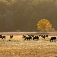 Ovečky v babím létě 