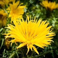 žlutá je taky dobrá