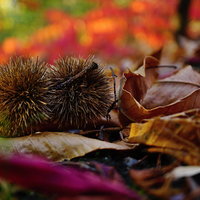 Z japonské zahrady (Troja)