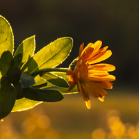 Měsíček lékařský.