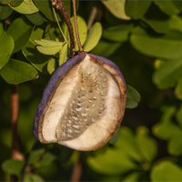 Akébie pětičetná.