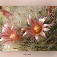 Mammillaria bocasana