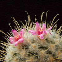 Mammillaria bombycina