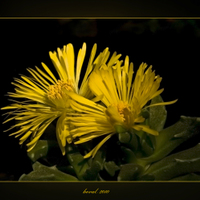 faukaria tuberkulosa