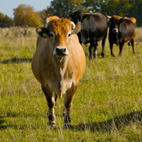 Něco mi chce říct 