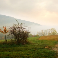 Za šípkovým keřem