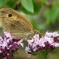 Okáč na dobromysli