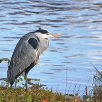 na lovu - volavka popelavá