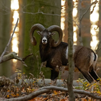 Říje jim začíná ...