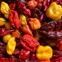 ** pálivá úrodička **