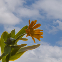 Měsíček lékařský,