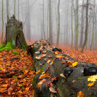 Pád dávného velikána