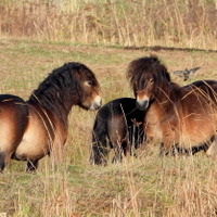 Koníci z Kozmických ptačích luk