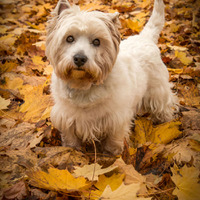 S pánečkem na fotolovu 