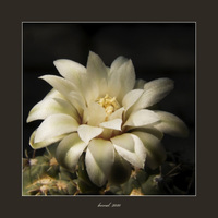 všechny odstíny bílé