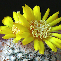 Parodia mutabilis
